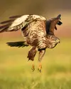 La Buse variable est un grand rapace : elle est **plus grande que l'Épervier d'Europe**.